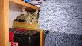 2016-04-02 Inka